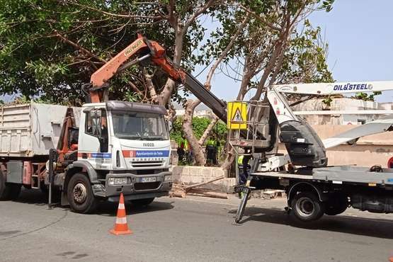La Pardilla acoge con alegría los trabajos de poda y limpieza de los árboles donde anidan roedores/TA.